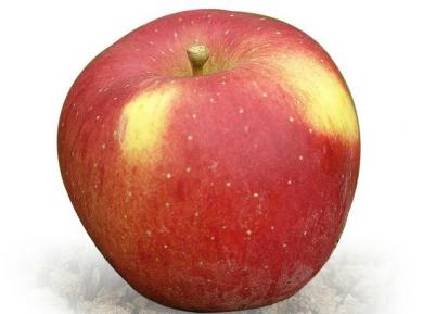 ябълка, ябълка сорт Мелроуз
